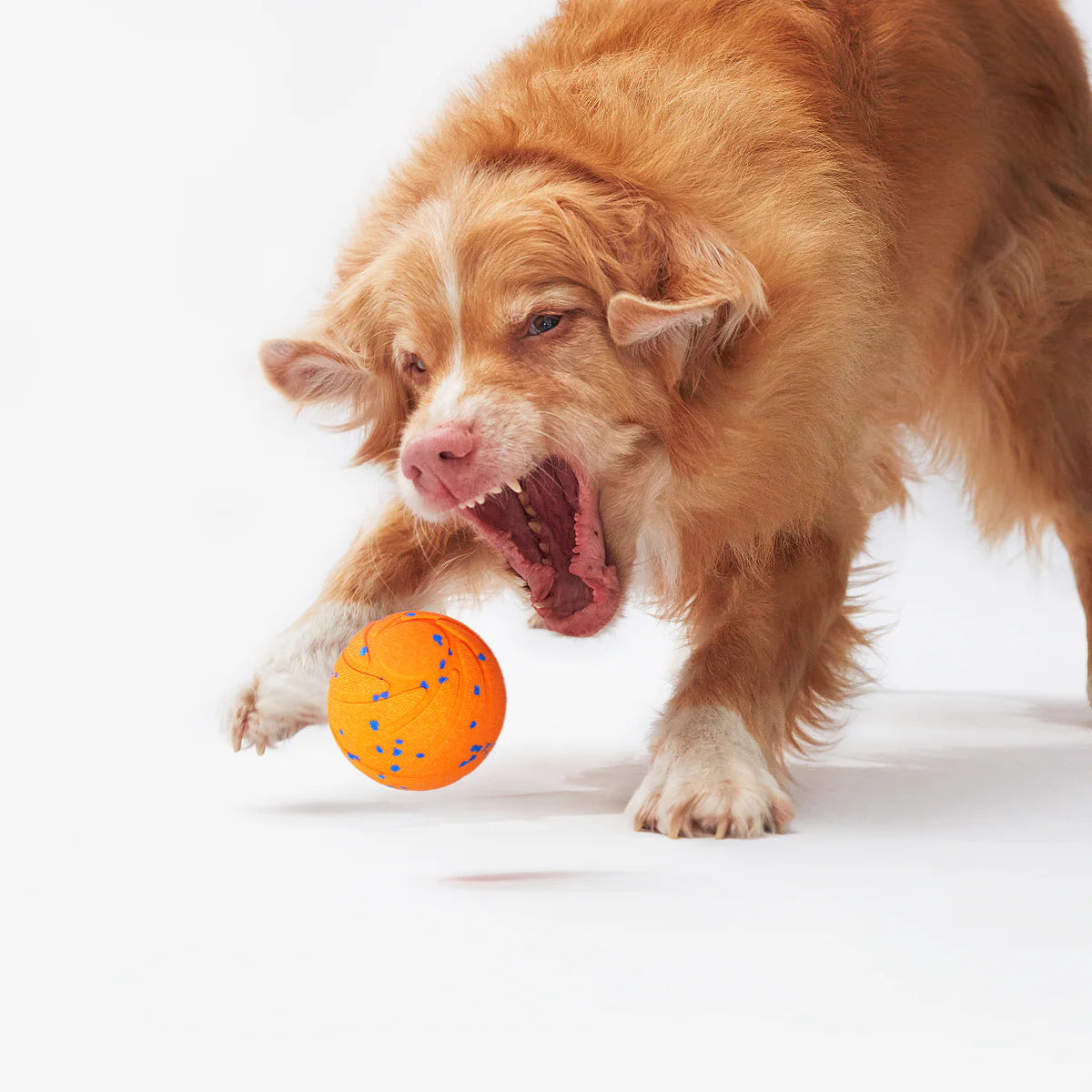 Pawsome Popper® 3.0